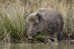 wild boar