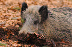 wild boar