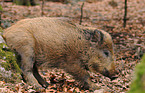 wild boar piglet