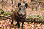 wild boar