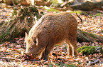 foraging wild boar