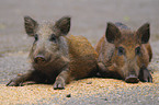 wild boar