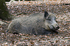 wild boar