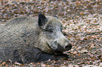 wild boar