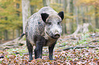 wild boar