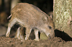 wild boar