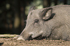 wild boar