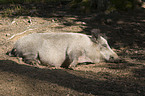 wild boar