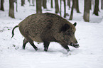 wild boar