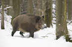 wild boar