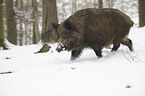 wild boar