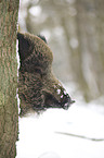 wild boar