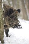 wild boar