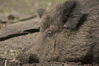 wild boar