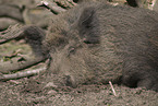 wild boar