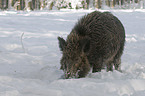 wild boar