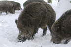 wild boars