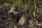 wild boars