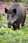 wild boar