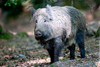 wild boar