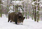 wild boar