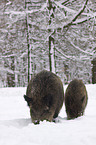 wild boars