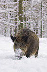 wild boar