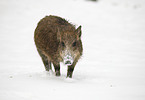 wild boar