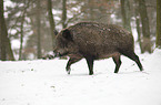 wild boar