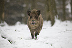 wild boar