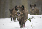 wild boars