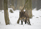 wild boar