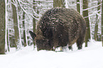 wild boar