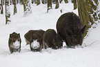 wild boars