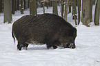 wild boar