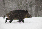 wild boar