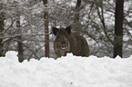 wild boar