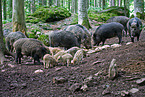 wild hogs