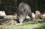 wild hog