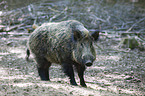 wild hog