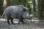 wild hog