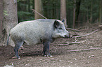 wild hog