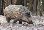 wild boar