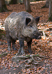 wild boar