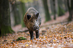 wild boar