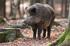 wild boar