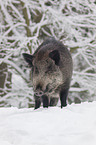 wild boar