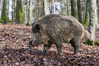 wild boar