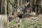 wild hog