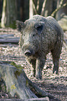 wild hog